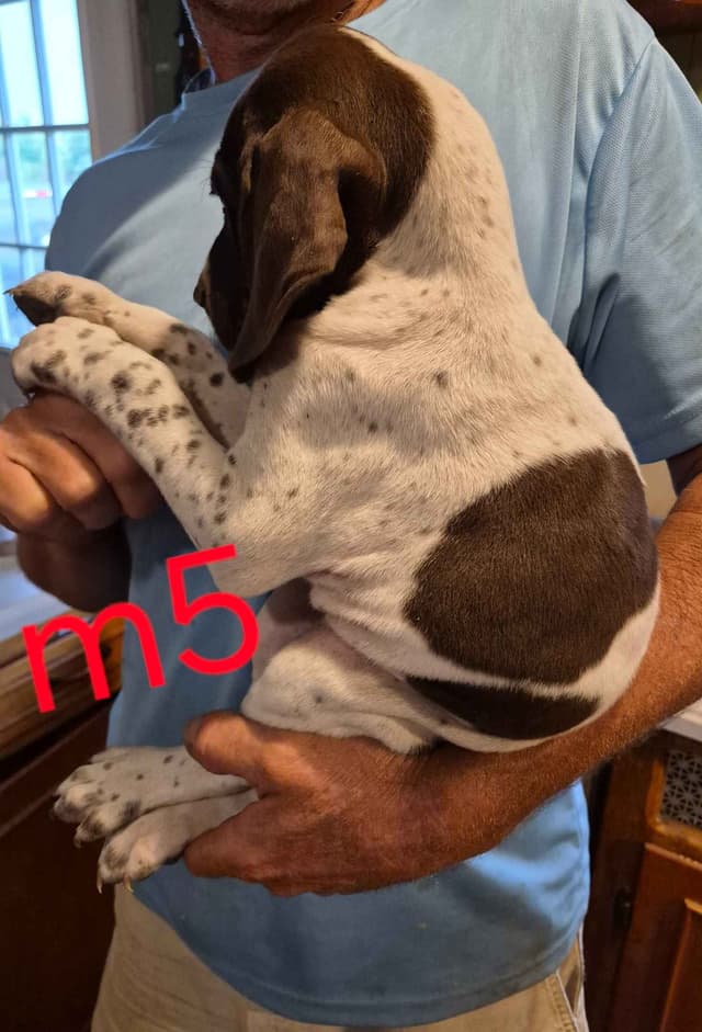 German Shorthaired Pointer Puppies - READY NOW FOR NEW HOMES!!!!! media 5