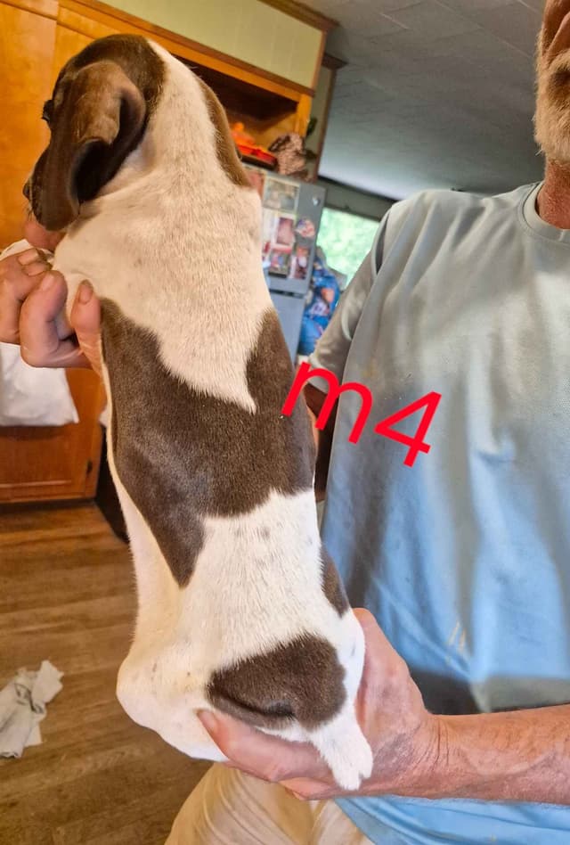 German Shorthaired Pointer Puppies - READY NOW FOR NEW HOMES!!!!! media 7