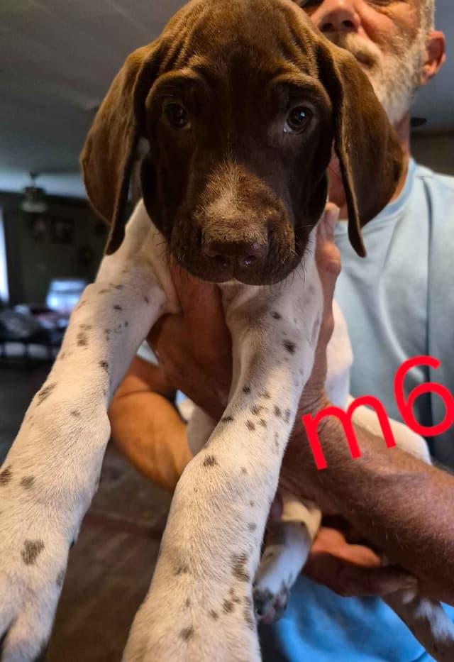 German Shorthaired Pointer Puppies - READY NOW FOR NEW HOMES!!!!! media 9