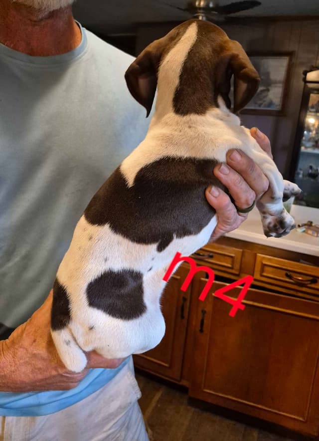 German Shorthaired Pointer Puppies - READY NOW FOR NEW HOMES!!!!! media 10