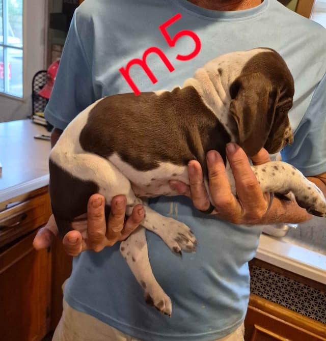 German Shorthaired Pointer Puppies - READY NOW FOR NEW HOMES!!!!! media 11