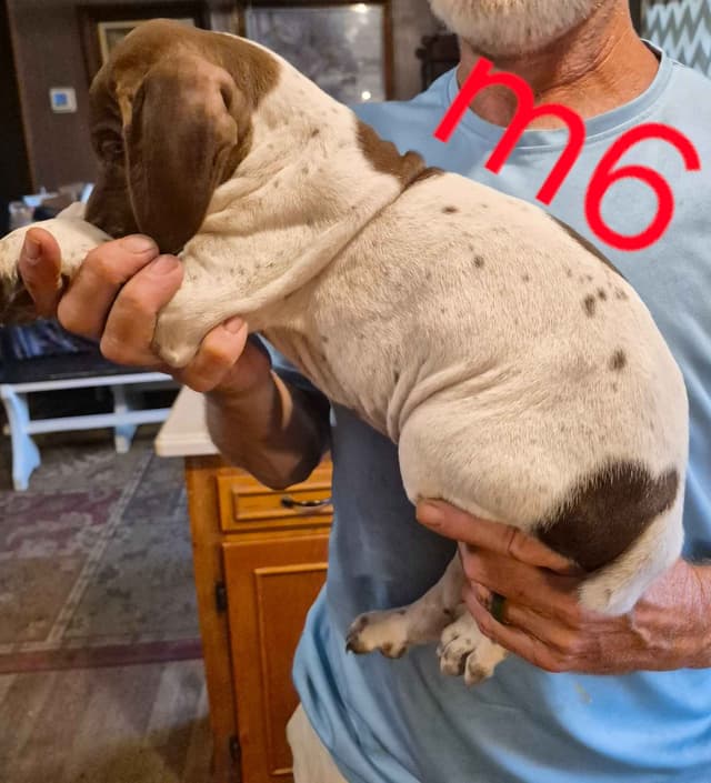 German Shorthaired Pointer Puppies - READY NOW FOR NEW HOMES!!!!! media 12