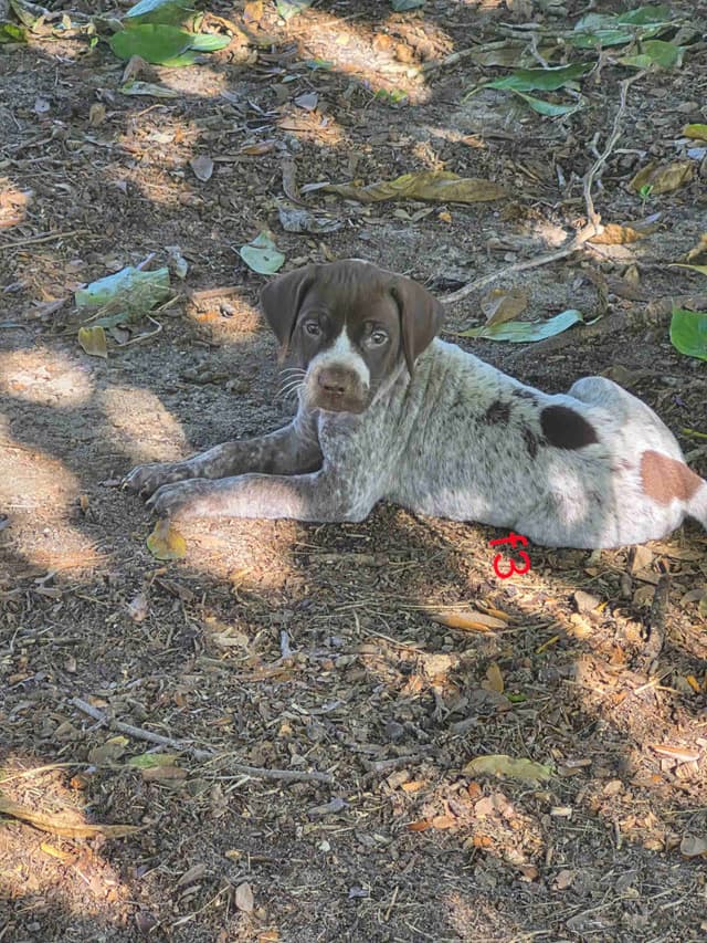 German Shorthaired Pointer Puppies - READY NOW FOR NEW HOMES!!!!! media 8