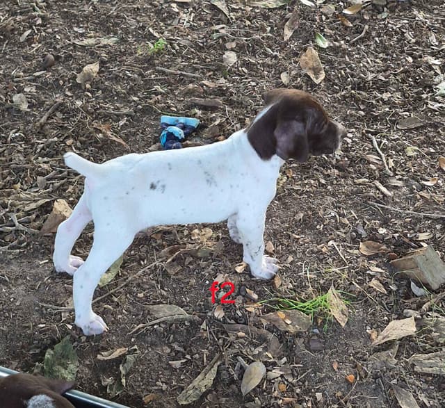 German Shorthaired Pointer Puppies - READY NOW FOR NEW HOMES!!!!! media 13