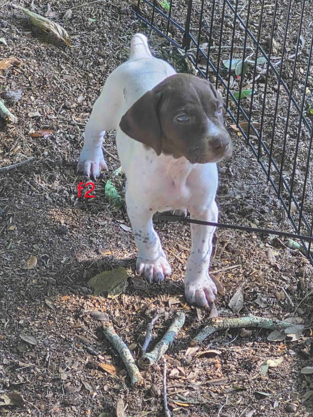 German Shorthaired Pointer Puppies - READY NOW FOR NEW HOMES!!!!! media 15