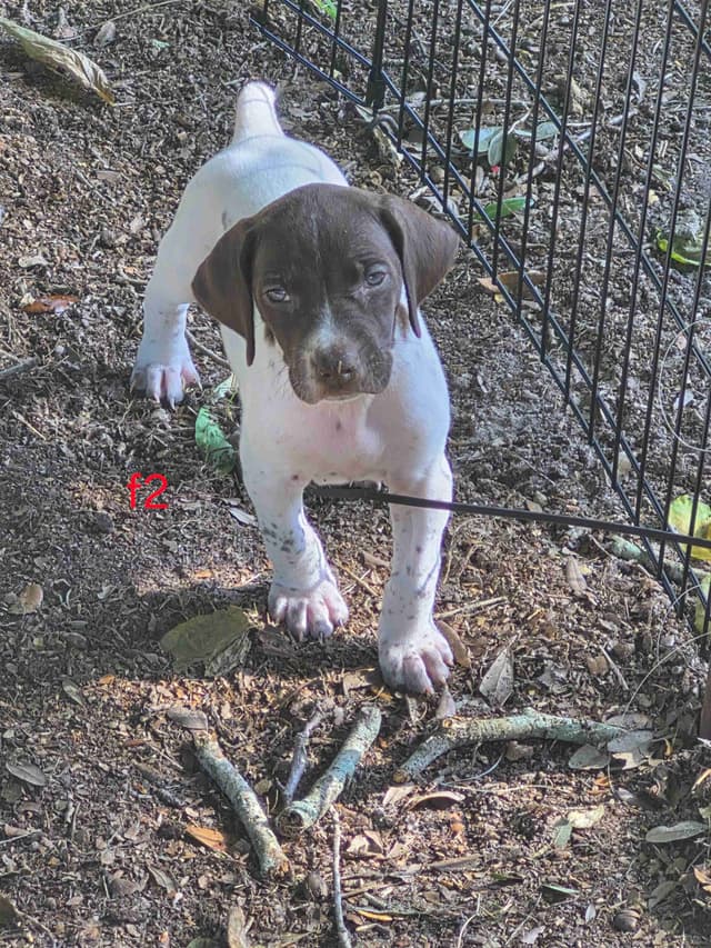 German Shorthaired Pointer Puppies - READY NOW FOR NEW HOMES!!!!! media 16