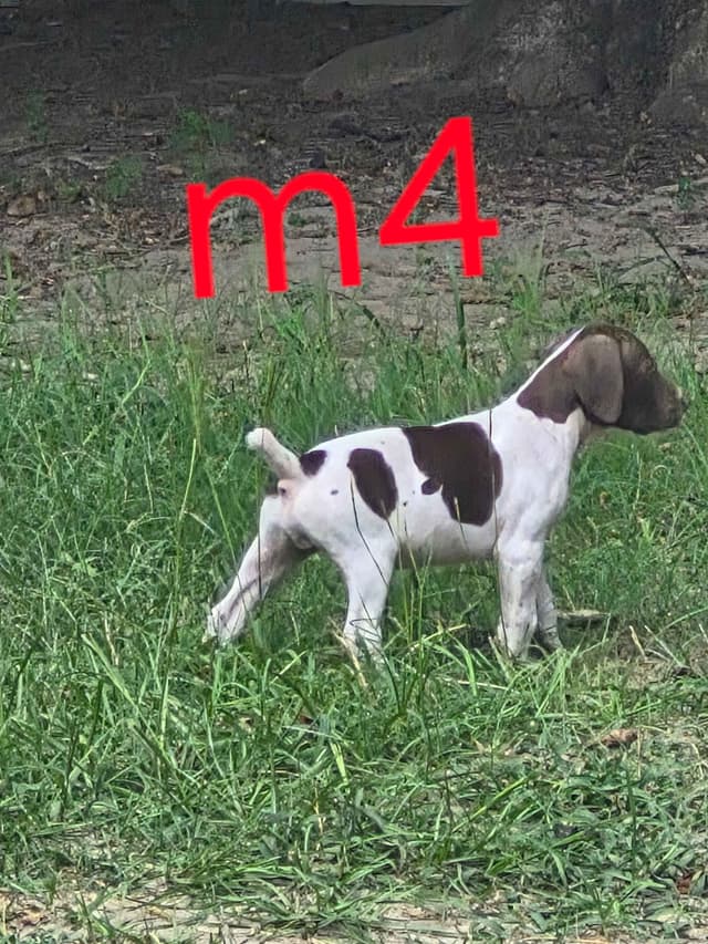 German Shorthaired Pointer Puppies - READY NOW FOR NEW HOMES!!!!! media 2