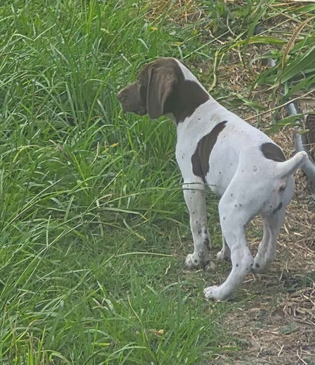 German Shorthaired Pointer Puppies - READY NOW FOR NEW HOMES!!!!! media 17