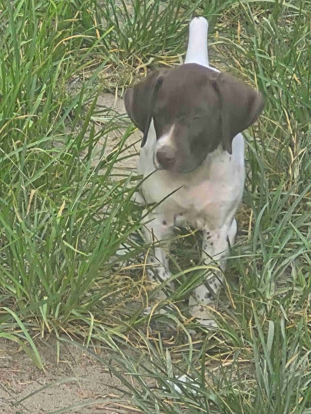 German Shorthaired Pointer Puppies - READY NOW FOR NEW HOMES!!!!! media 18