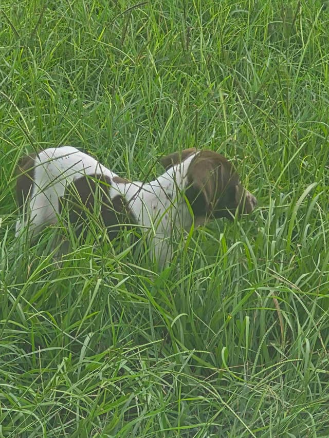 German Shorthaired Pointer Puppies - READY NOW FOR NEW HOMES!!!!! media 19