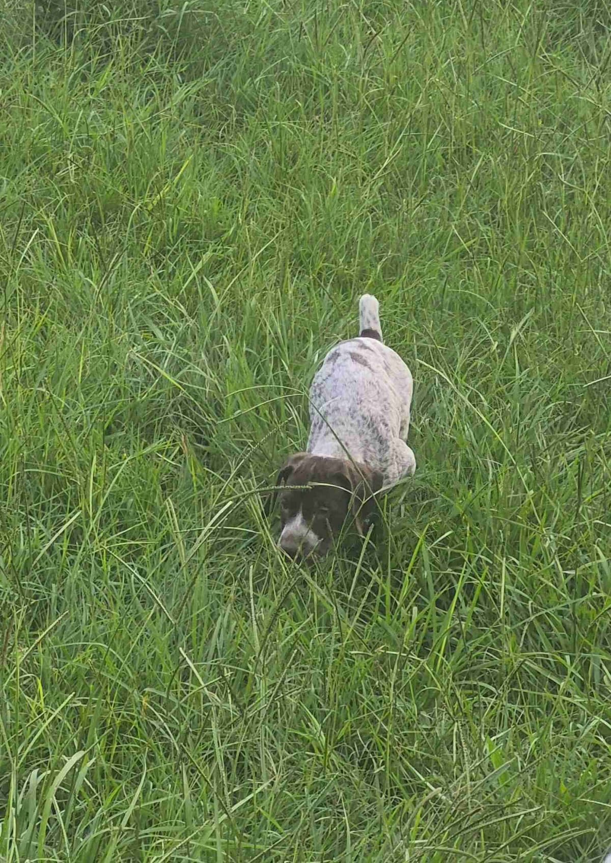 German Shorthaired Pointer Puppies - READY NOW FOR NEW HOMES!!!!! breeder image 1