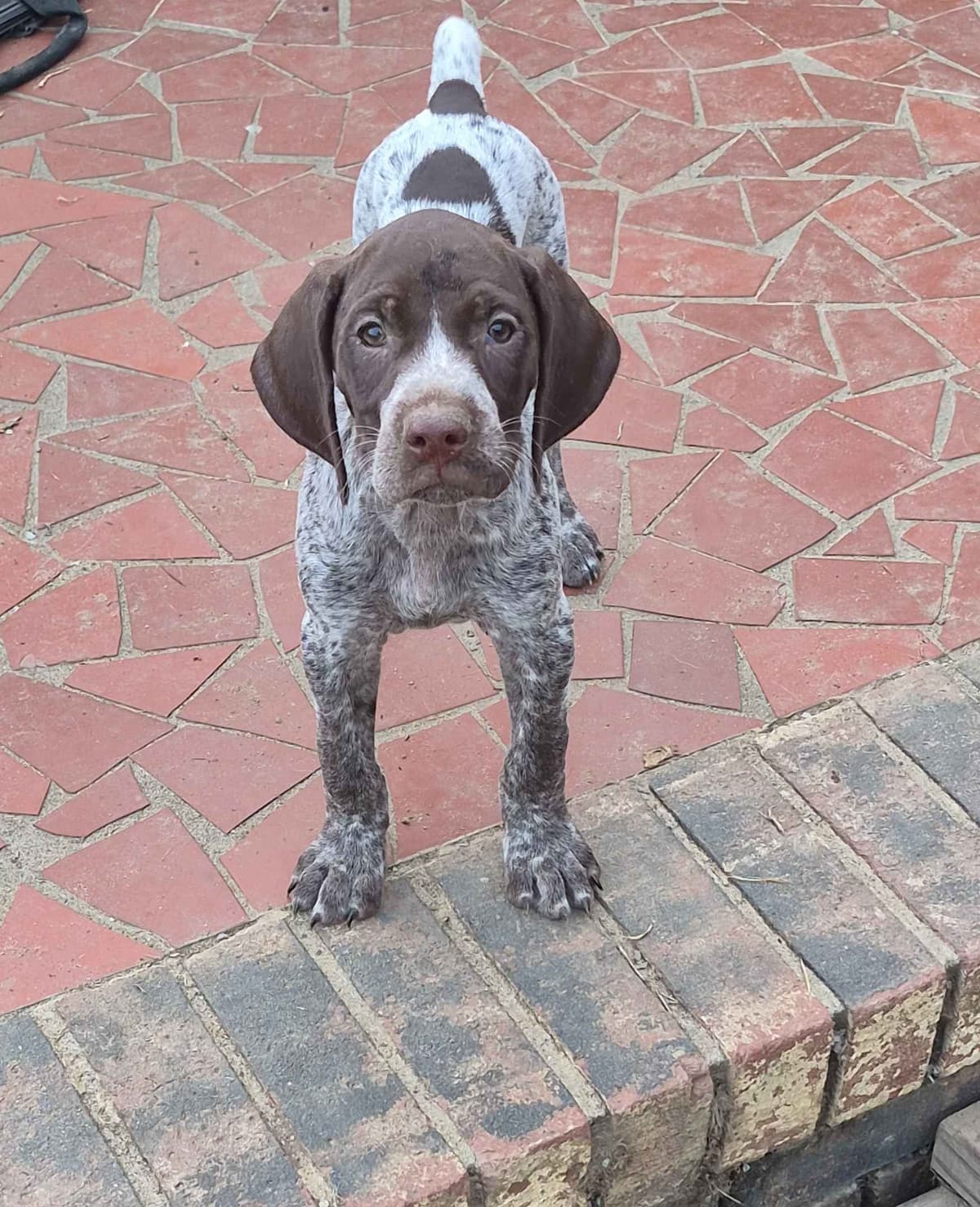 German Shorthaired Pointer Puppies - READY NOW FOR NEW HOMES!!!!! breeder image 2
