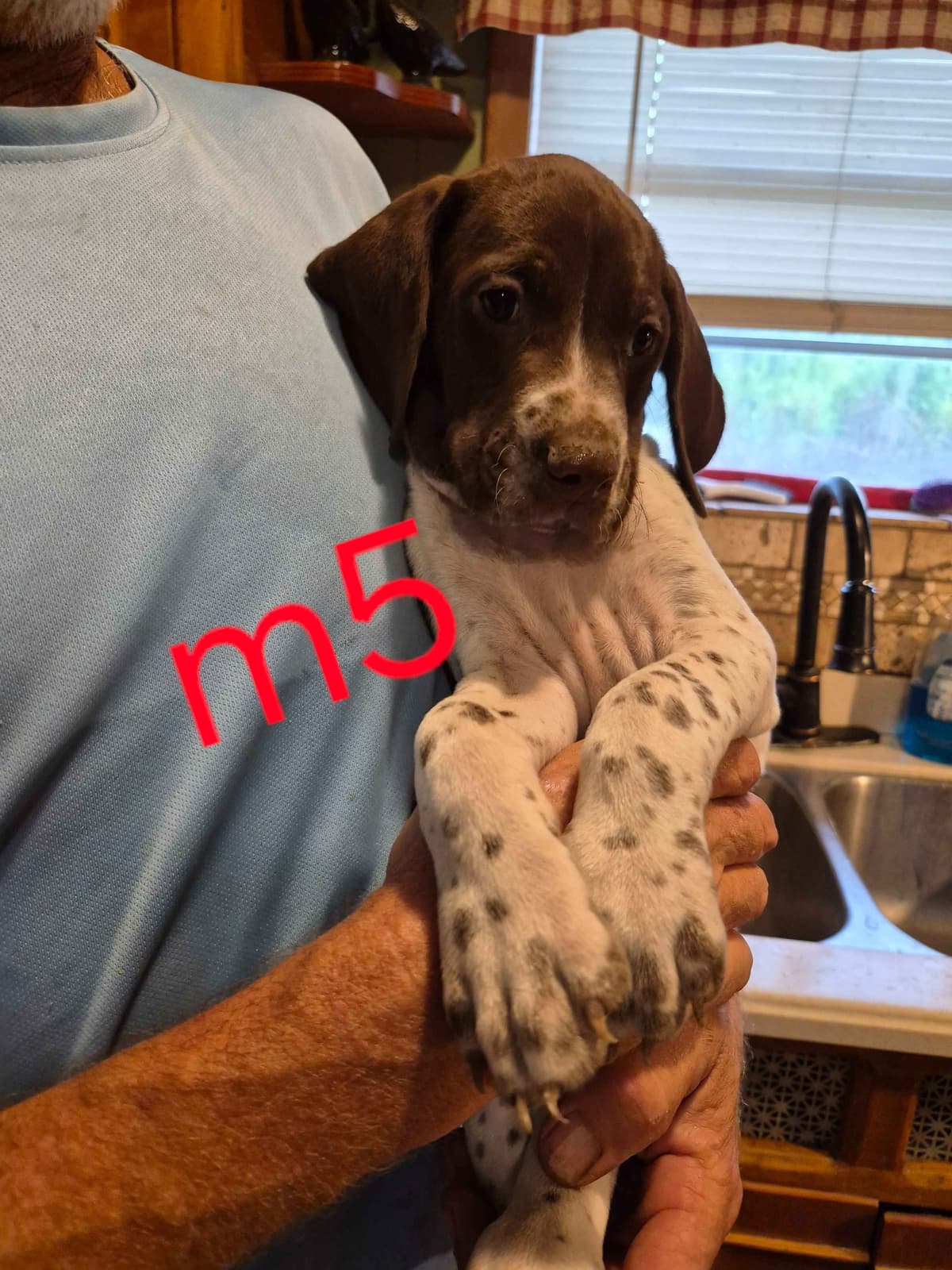 German Shorthaired Pointer Puppies - READY NOW FOR NEW HOMES!!!!! breeder image 3