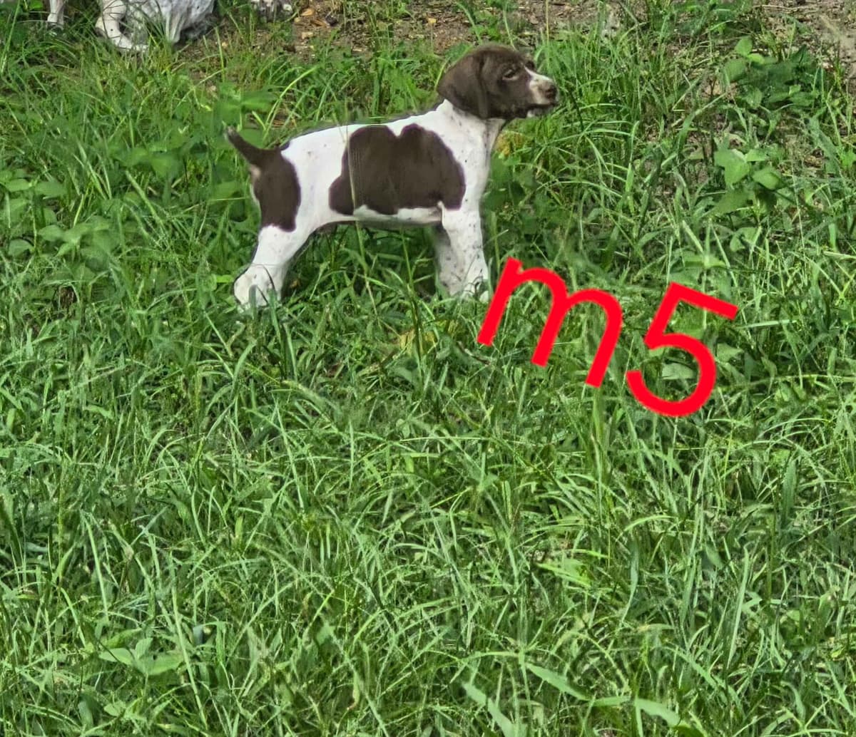 German Shorthaired Pointer Puppies - READY NOW FOR NEW HOMES!!!!! breeder image 4