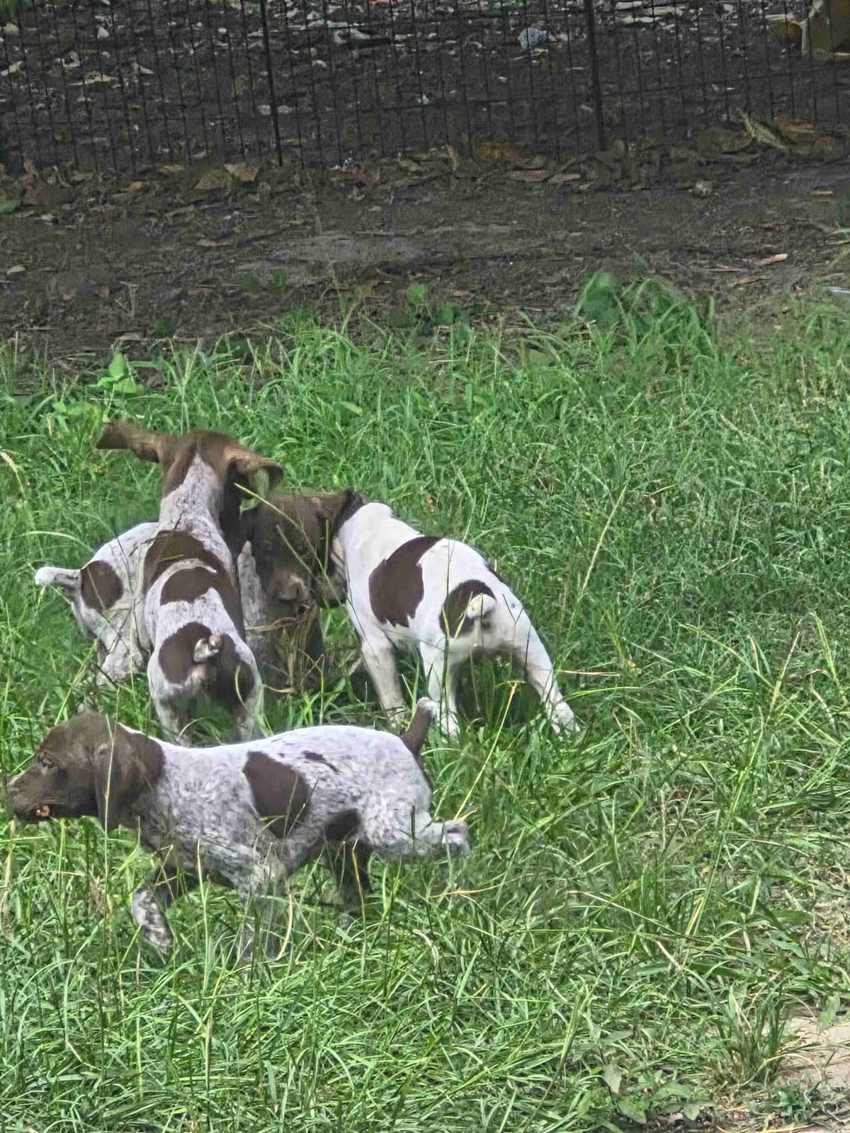 German Shorthaired Pointer Puppies - READY NOW FOR NEW HOMES!!!!! breeder image 7