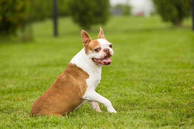 Boston Terrier Puppies media 2