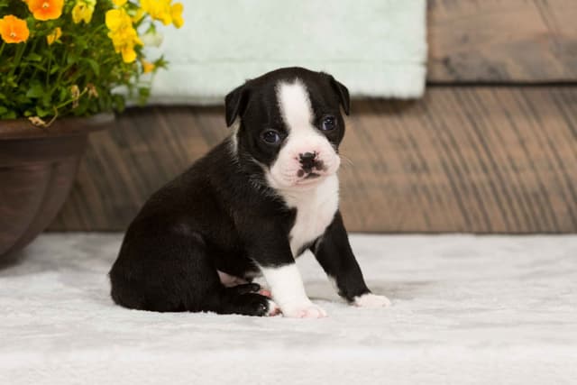 Boston Terrier Puppies media 3
