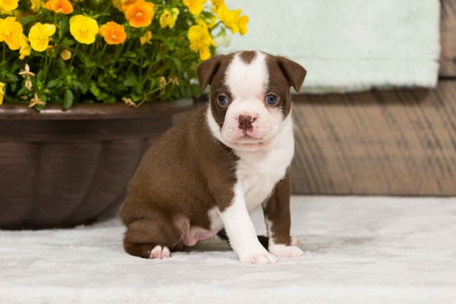 Boston Terrier Puppies media 10