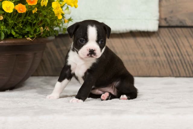 Boston Terrier Puppies media 4