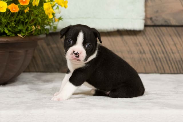 Boston Terrier Puppies media 6