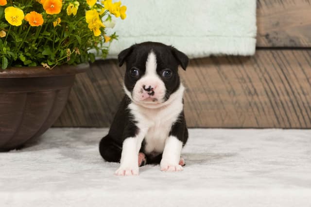 Boston Terrier Puppies media 8