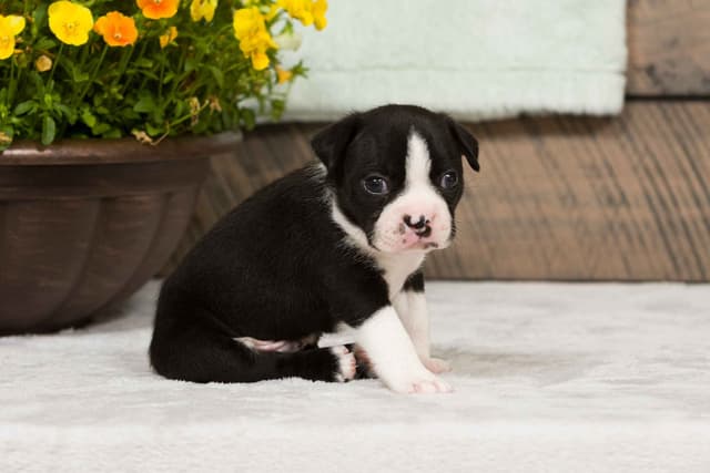 Boston Terrier Puppies media 7