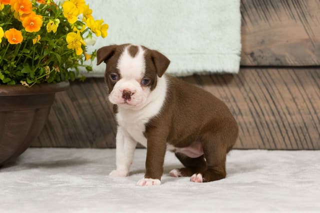 Boston Terrier Puppies media 9