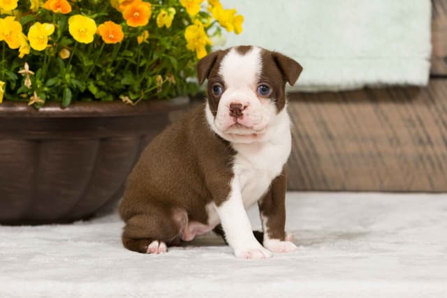 Boston Terrier Puppies media 11