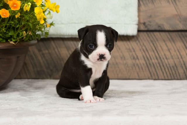 Boston Terrier Puppies media 5