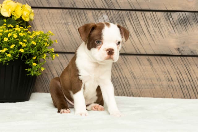 Boston Terrier Puppies media 13