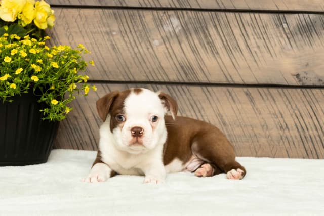 Boston Terrier Puppies media 14