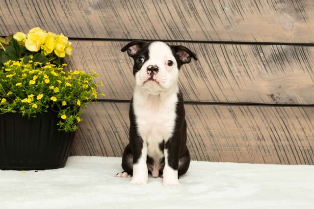 Boston Terrier Puppies media 15