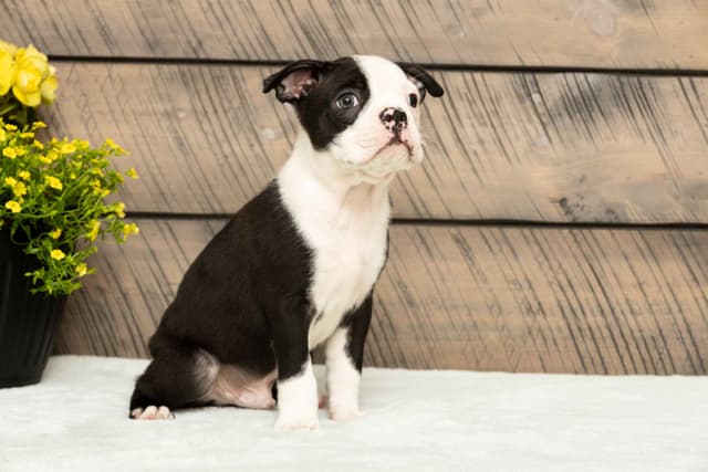 Boston Terrier Puppies media 16