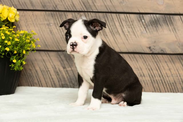 Boston Terrier Puppies media 17