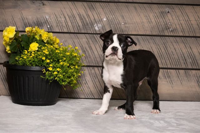 Boston Terrier Puppies media 19