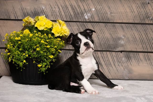 Boston Terrier Puppies media 21