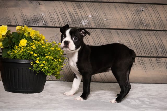 Boston Terrier Puppies media 20