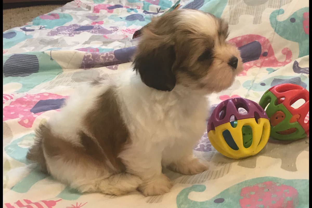 Lhasa Apso Puppies breeder image 4
