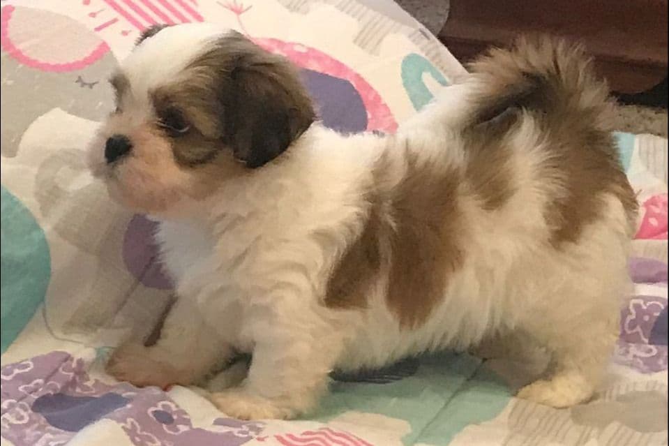 Lhasa Apso Puppies breeder image 5