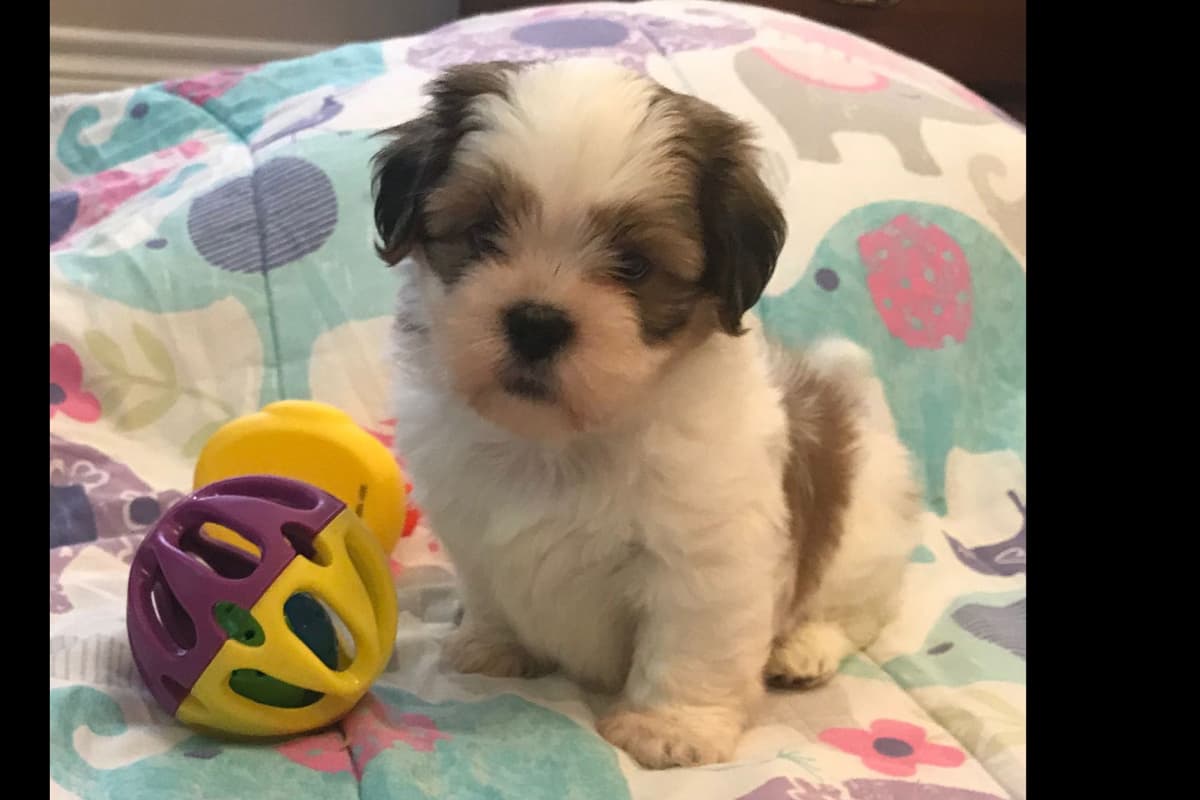 Lhasa Apso Puppies breeder image 6
