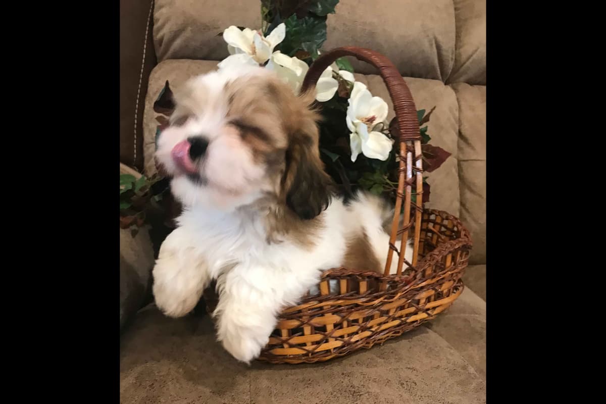 Lhasa Apso Puppies breeder image 7