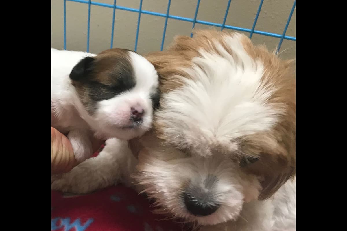 Lhasa Apso Puppies breeder image 8