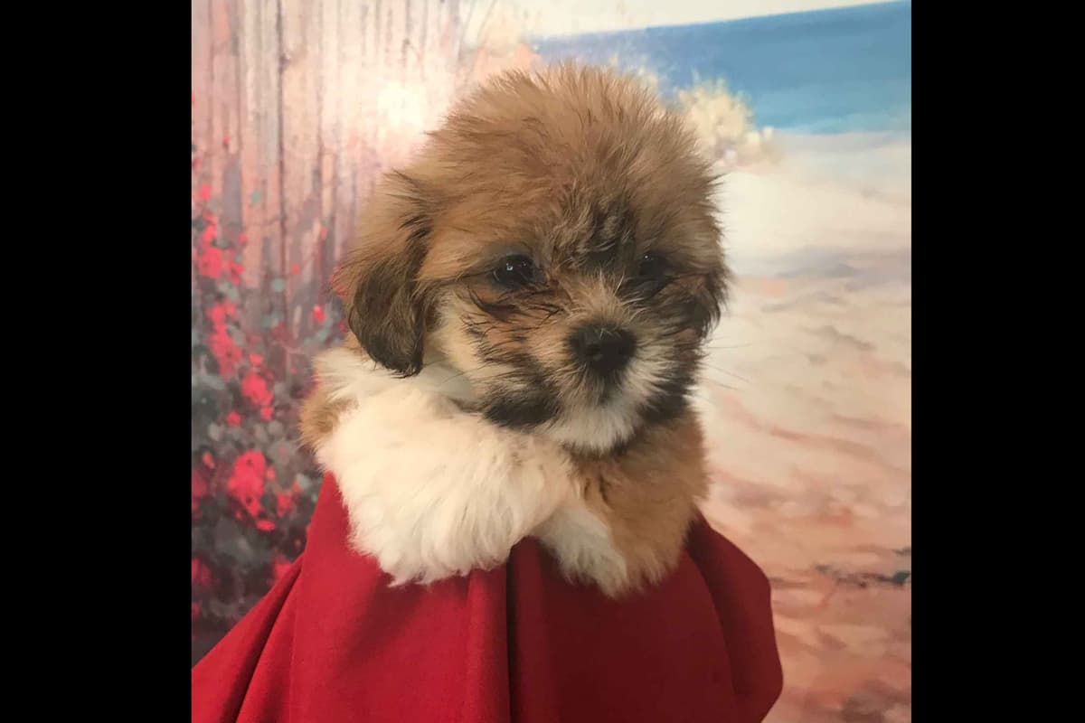 Lhasa Apso Puppies breeder image 9