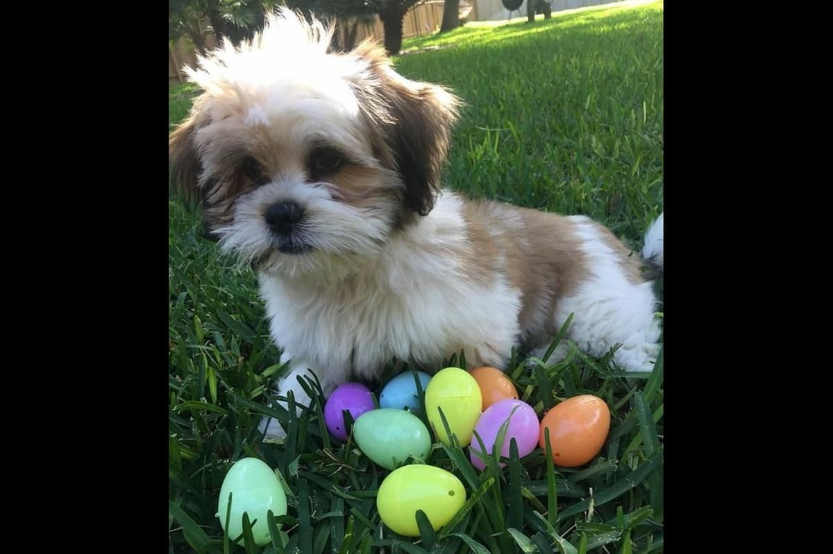 Lhasa Apso Puppies breeder image 10