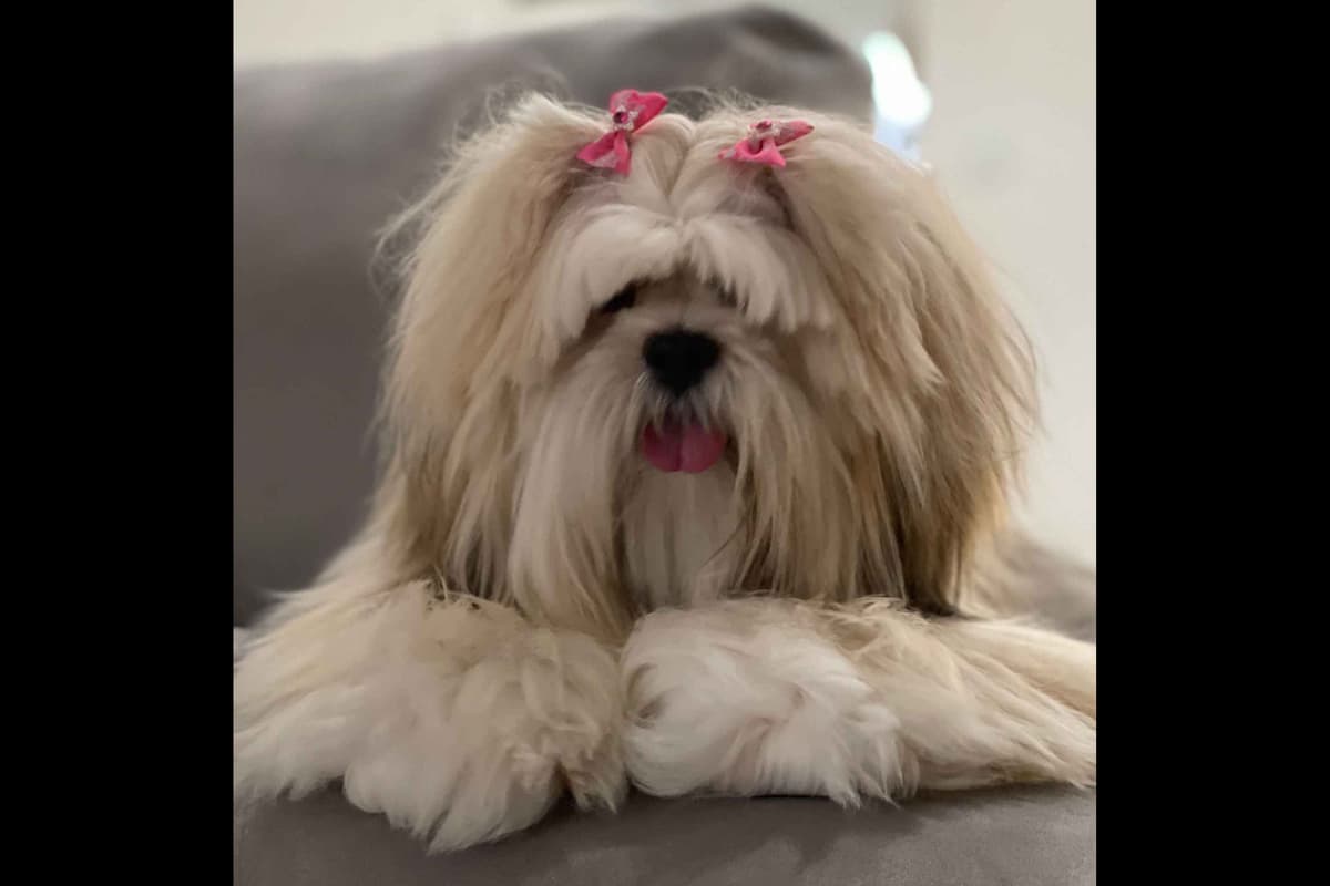 Lhasa Apso Puppies breeder image 12