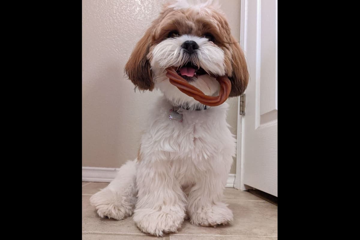 Lhasa Apso Puppies breeder image 14