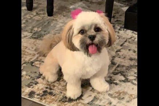 Lhasa Apso Puppies breeder image 15