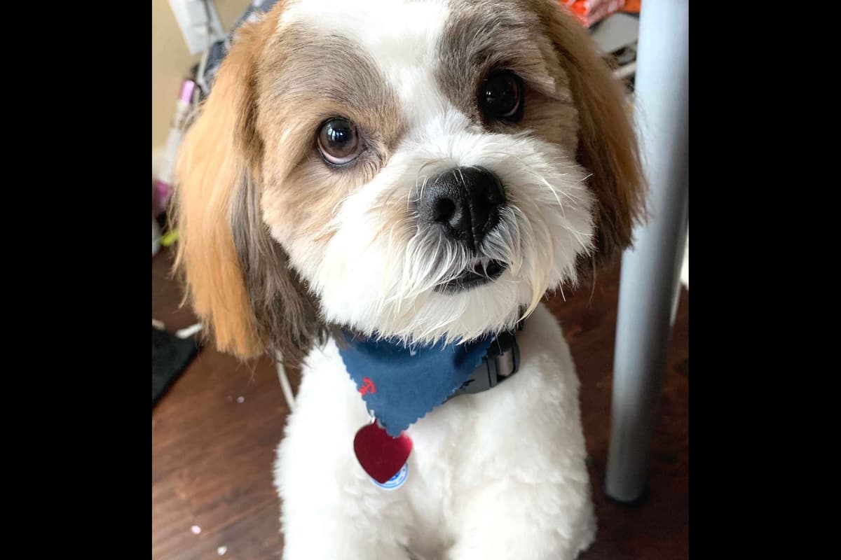Lhasa Apso Puppies breeder image 16