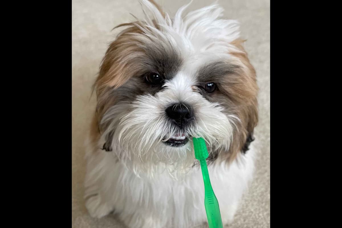 Lhasa Apso Puppies breeder image 17