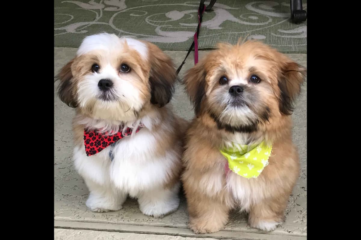 Lhasa Apso Puppies breeder image 18